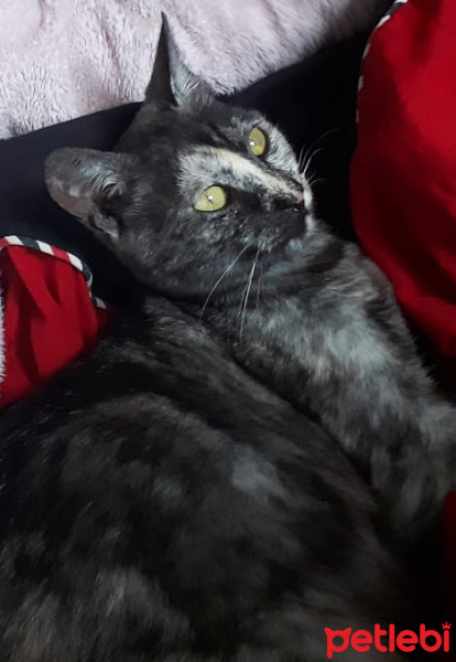 Tekir Kedi, Kedi  Kaşmir fotoğrafı