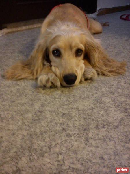 Amerikan Cocker Spaniel, Köpek  latte fotoğrafı