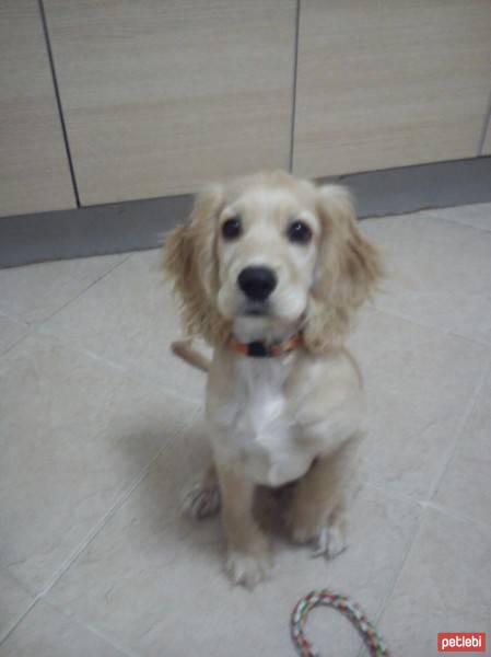 Amerikan Cocker Spaniel, Köpek  latte fotoğrafı