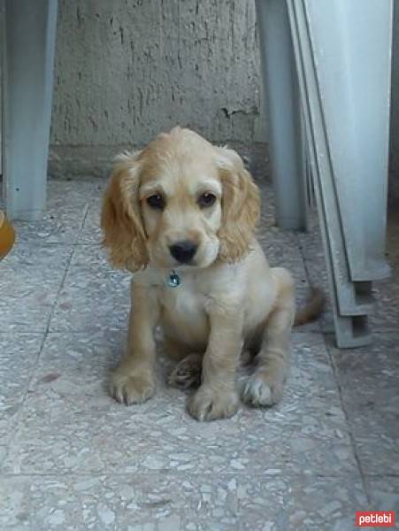 Amerikan Cocker Spaniel, Köpek  latte fotoğrafı