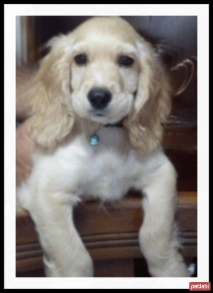 Amerikan Cocker Spaniel, Köpek  latte fotoğrafı