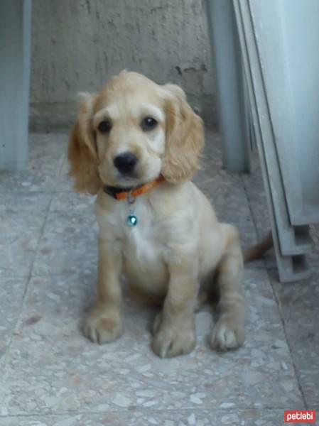 Amerikan Cocker Spaniel, Köpek  latte fotoğrafı