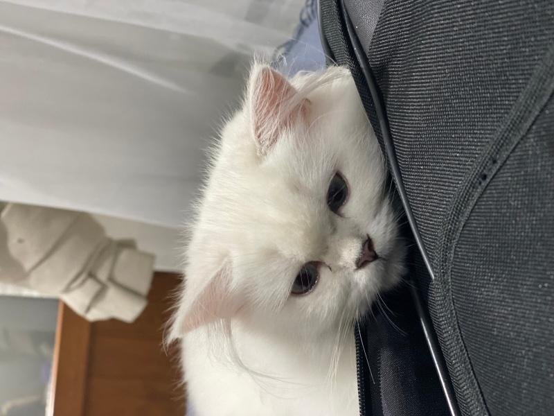 British Longhair, Kedi  Stella fotoğrafı