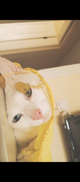 Van Kedisi, Kedi  Duman fotoğrafı