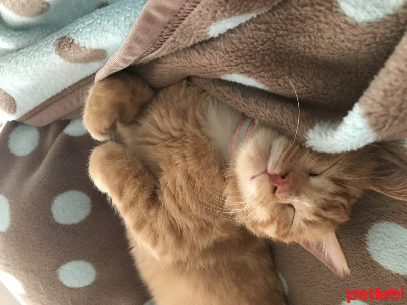 Tekir Kedi, Kedi  Lena fotoğrafı