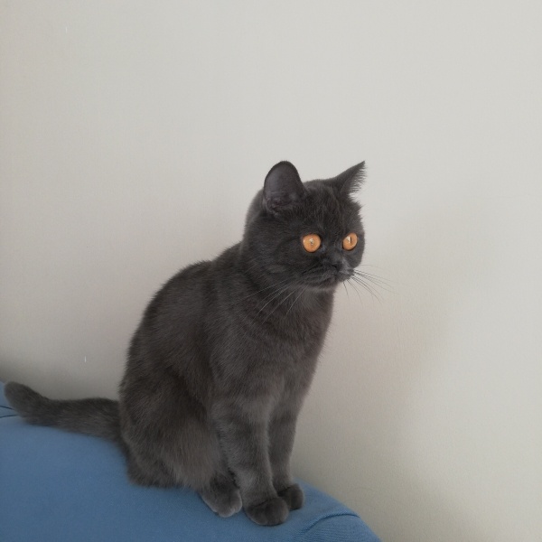 British Shorthair, Kedi  Pati fotoğrafı