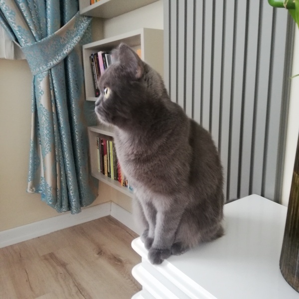 British Shorthair, Kedi  Pati fotoğrafı