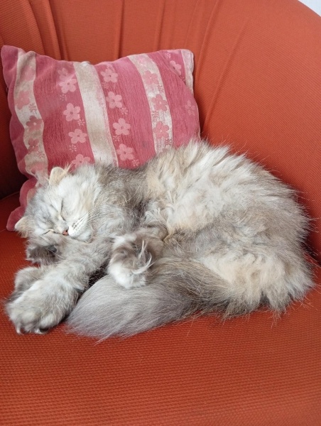 Scottish Fold, Kedi  Mişa fotoğrafı