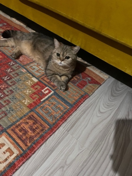 British Shorthair, Kedi  Lu'lu fotoğrafı