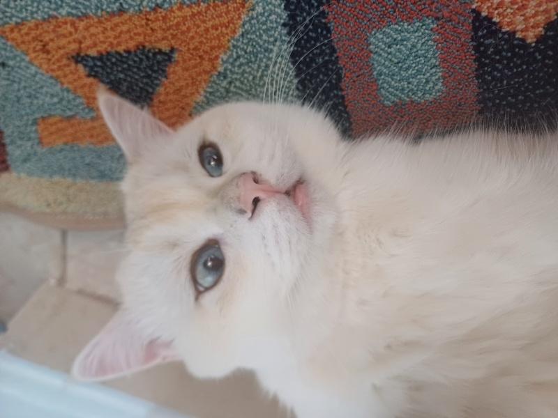 British Shorthair, Kedi  Tomo fotoğrafı