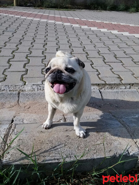 Pug, Köpek  Tarçın fotoğrafı