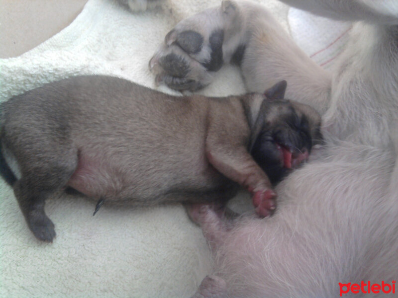 Pug, Köpek  Tarçın fotoğrafı