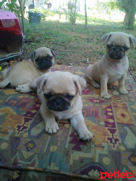 Pug, Köpek  Tarçın fotoğrafı