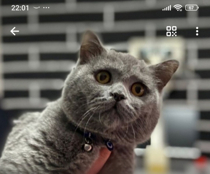 British Shorthair, Kedi  Artu fotoğrafı