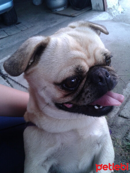 Pug, Köpek  Haydut fotoğrafı