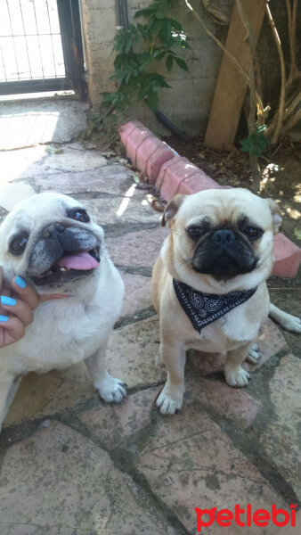 Pug, Köpek  Haydut fotoğrafı