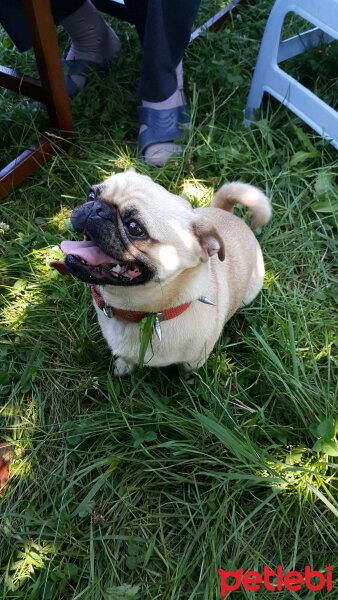 Pug, Köpek  Haydut fotoğrafı