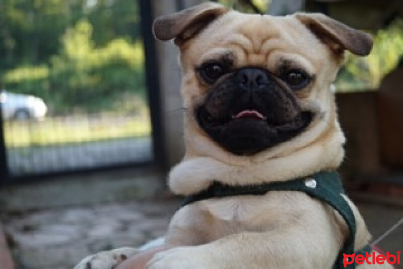 Pug, Köpek  Haydut fotoğrafı