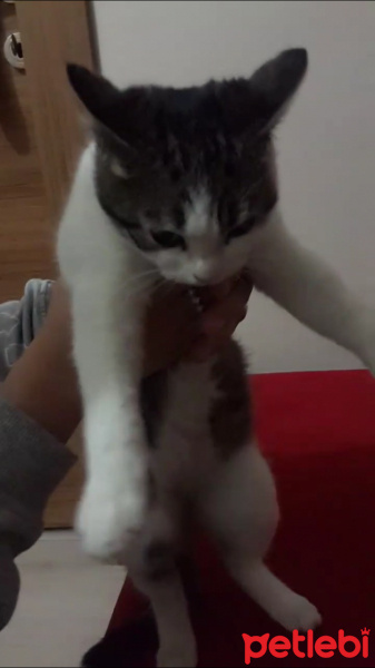 Tekir Kedi, Kedi  Pamuk fotoğrafı