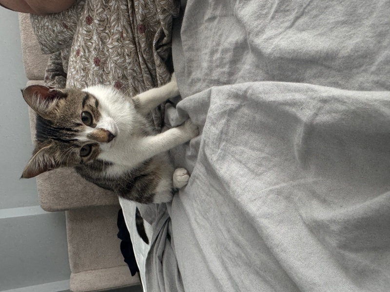 Tekir Kedi, Kedi  İsimsiz fotoğrafı