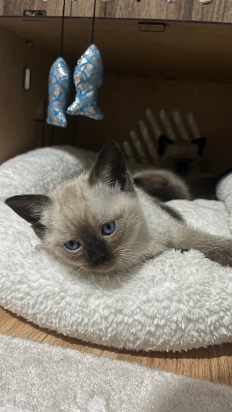 British Shorthair, Kedi  Loki fotoğrafı