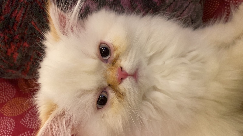 İran Kedisi (Persian), Kedi  VENÜS fotoğrafı