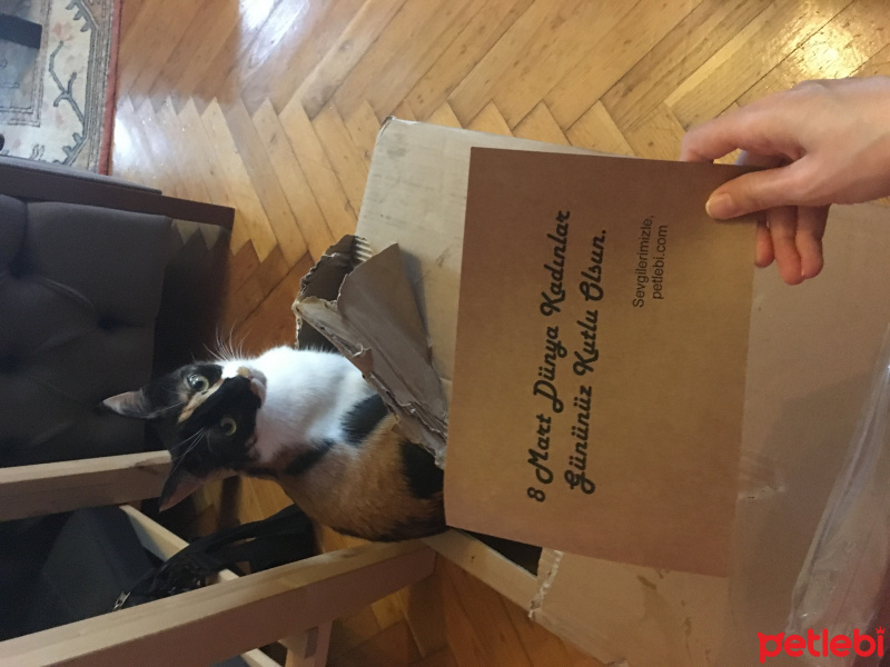 Tekir Kedi, Kedi  turta fotoğrafı