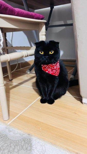 Scottish Fold, Kedi  Zeytin fotoğrafı