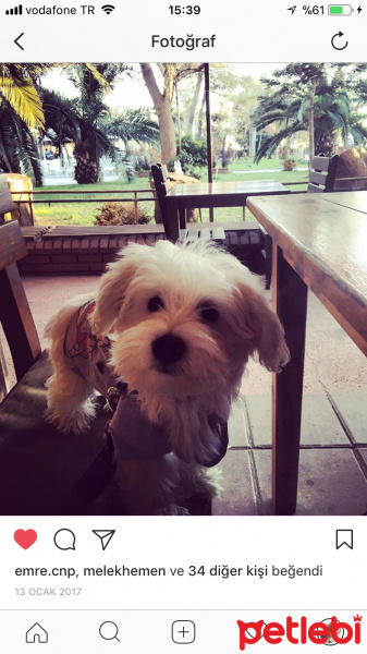 Maltese, Köpek  Tütü fotoğrafı