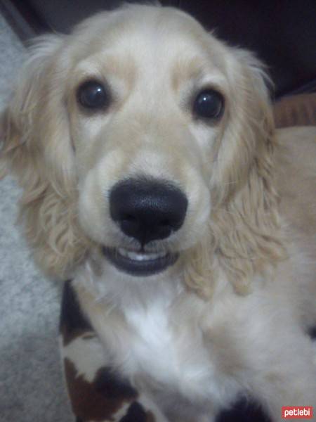 Amerikan Cocker Spaniel, Köpek  latte fotoğrafı