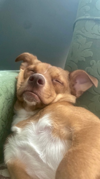 Affenpinscher, Köpek  Jerry fotoğrafı