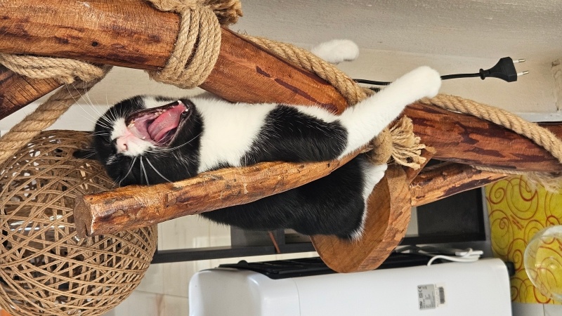 Tekir Kedi, Kedi  Bahar fotoğrafı