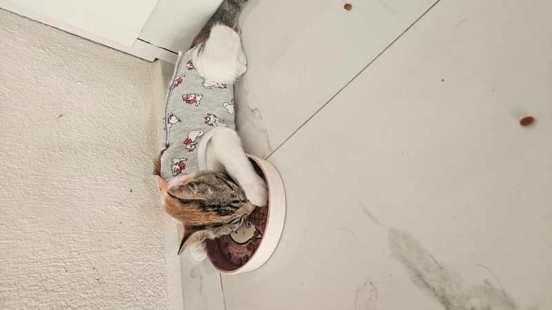 Tekir Kedi, Kedi  Bahar fotoğrafı