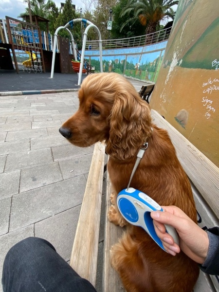 İngiliz Cocker Spaniel, Köpek  HERA fotoğrafı