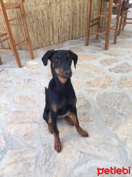 Doberman Pinscher, Köpek  Zeus fotoğrafı