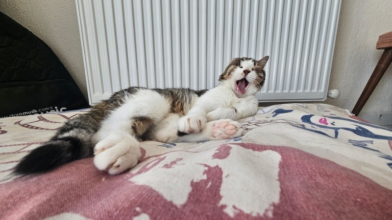 Tekir Kedi, Kedi  Fadime fotoğrafı