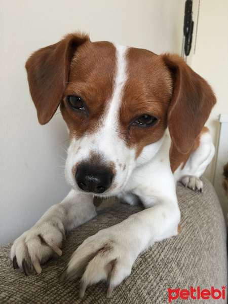 Jack Russell Terrier, Köpek  gio fotoğrafı