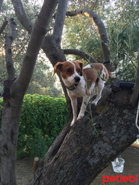 Jack Russell Terrier, Köpek  gio fotoğrafı