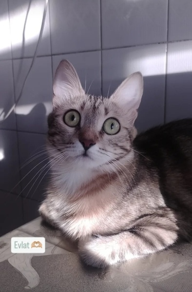 Tekir Kedi, Kedi  Rosie fotoğrafı