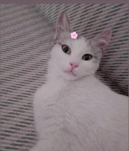 Tekir Kedi, Kedi  Yuki fotoğrafı