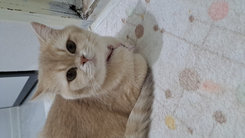 British Shorthair, Kedi  Maya fotoğrafı