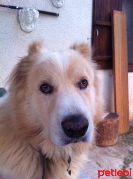 Kars Çoban Köpeği, Köpek  panda fotoğrafı