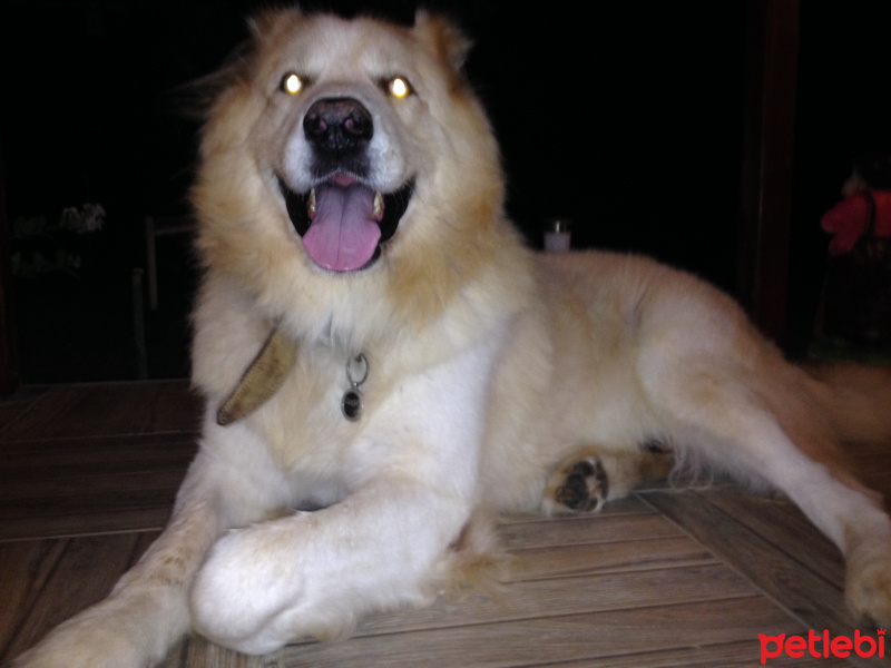 Kars Çoban Köpeği, Köpek  panda fotoğrafı