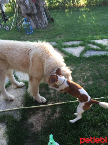 Kars Çoban Köpeği, Köpek  panda fotoğrafı