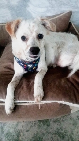 Maltese, Köpek  LUCKY fotoğrafı