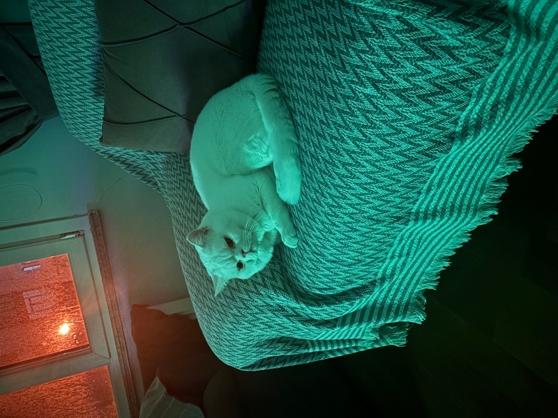 Brazilian Shorthair, Kedi  Merlin fotoğrafı