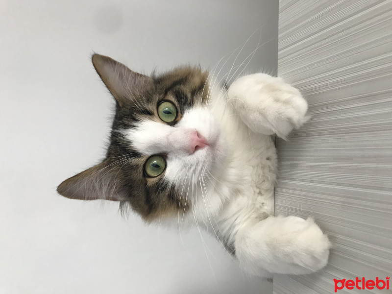 Tekir Kedi, Kedi  Şanslı  fotoğrafı