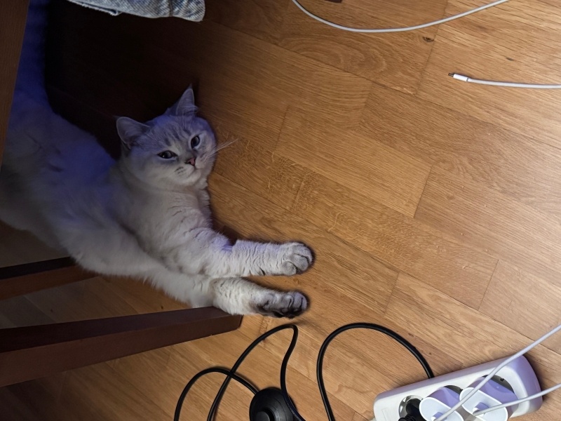 British Shorthair, Kedi  Smokey fotoğrafı