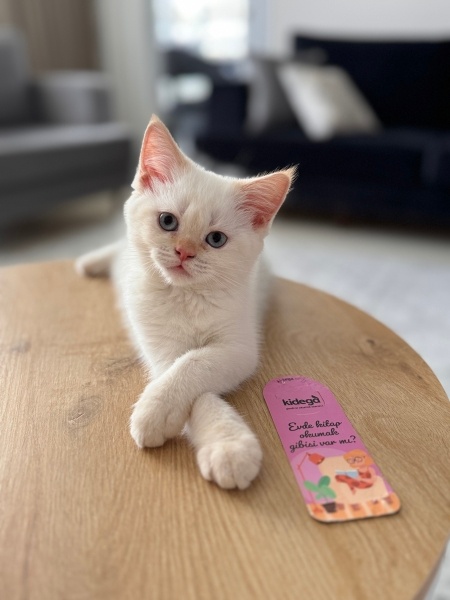 British Shorthair, Kedi  Kaju fotoğrafı