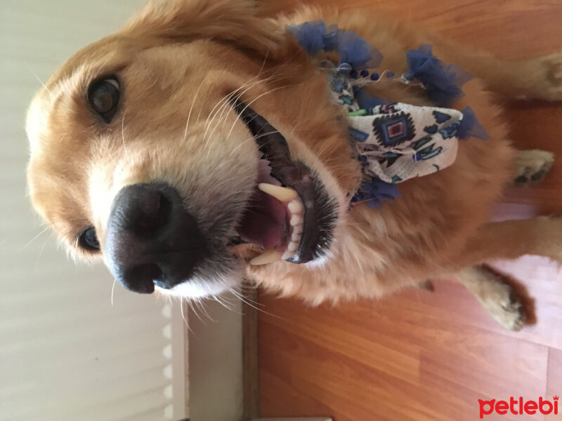 Golden Retriever, Köpek  Latte fotoğrafı